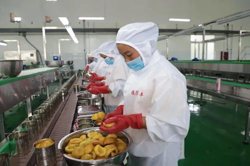 楊凱 圍繞 四新 主攻 四化 的三都探索